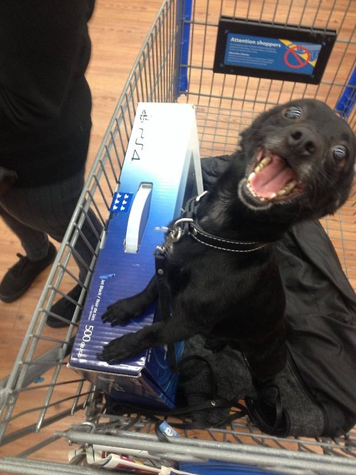 humor geek perro comprando playstation