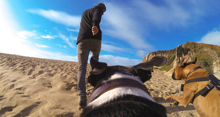 gopro para perros